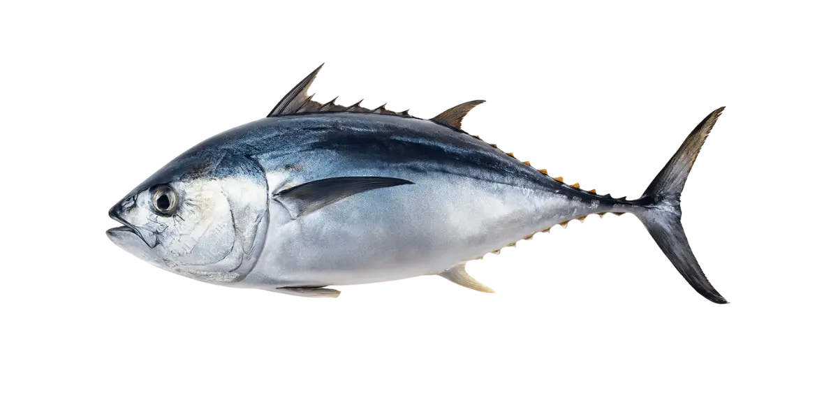 Atún (Thunnus albacares / Katsuwonus pelamis)