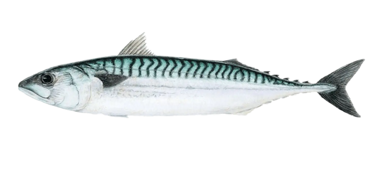 Caballa (Scomber japonicus peruanus)